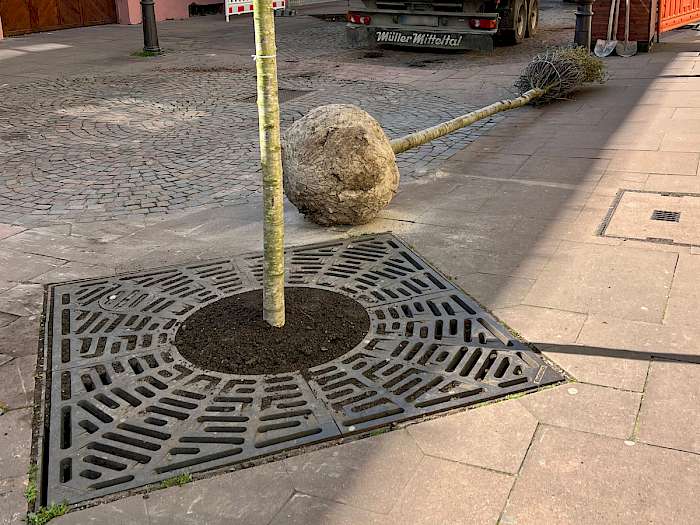 Stadtbaum