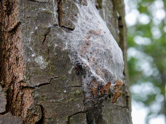 Nest