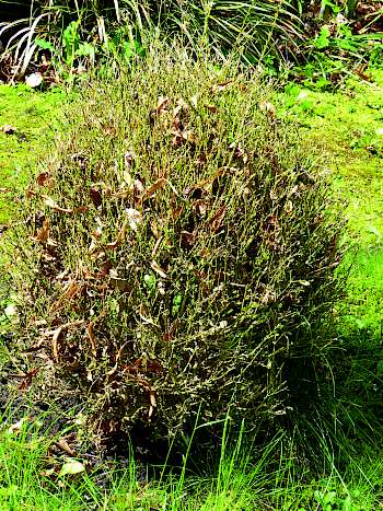 Abgestorbener Buchsbaum