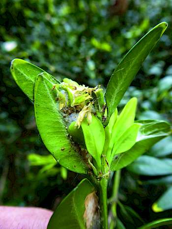 Buchsbaum mit versponnener Knospe
