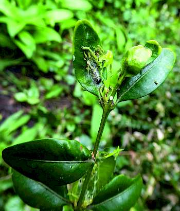 Buchsbaum mit Raupe im Gespinst