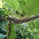 Larven des Eichenprozessionsspinners an einem Eichenzweig