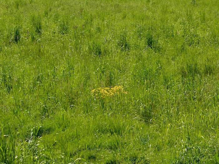 ungemähte Wiese